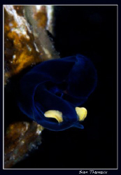 Probably chelidonura? if someone knows the full name, let... by Sven Tramaux 